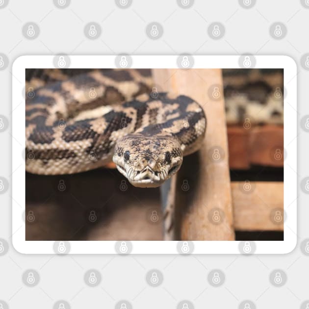 South-West Carpet Python Sticker by LeanneAllen